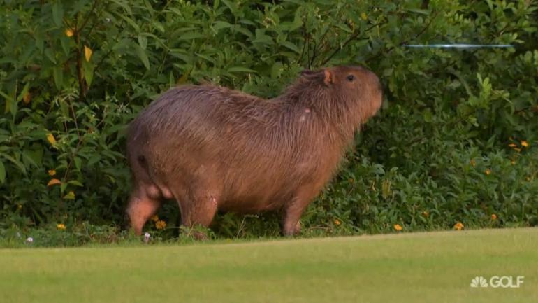 LOOK: These cute, massive rodents are taking over the Rio Olympic golf course