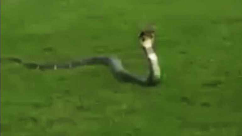 WATCH: Forget alligators, this cobra is the most terrifying golf course animal