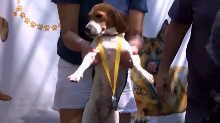LOOK: You can't handle the amount of cuteness at the Rio Dog Olympics