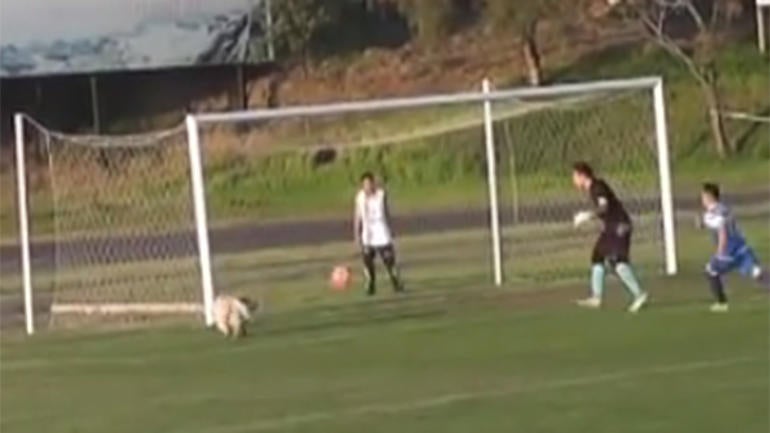 WATCH: This hero dog saved a sure goal, but the goalie wasn't happy about it