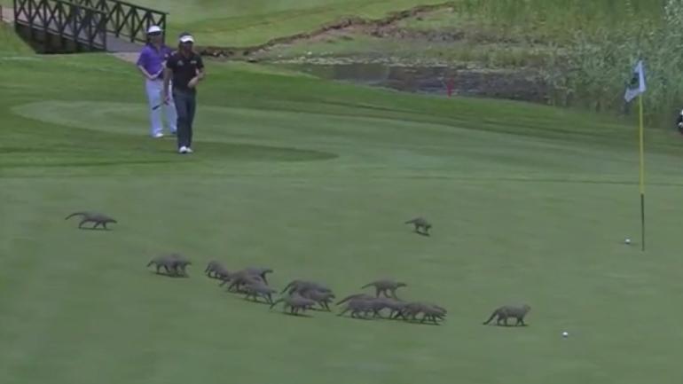 WATCH: Pack of mongoose invade European Tour event in South Africa