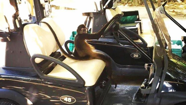LOOK: Spider monkeys are roaming around the PGA Tour's OHL Classic in Mexico