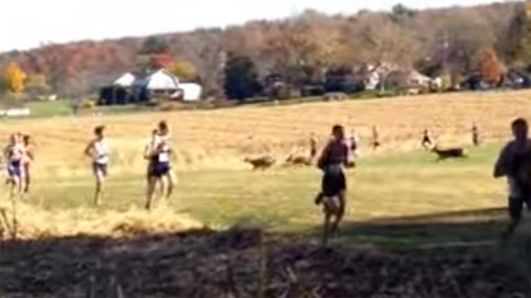 WATCH: Cross-country runner gets crushed by deer in his last collegiate race