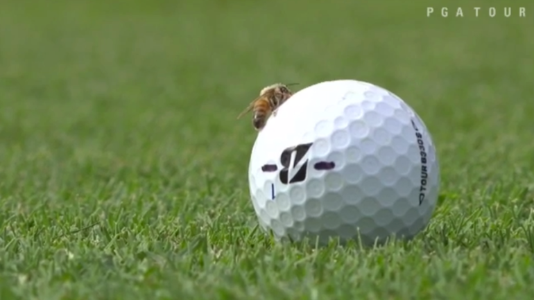 WATCH: Bee refuses to get off of golfer's ball, causes tournament delay