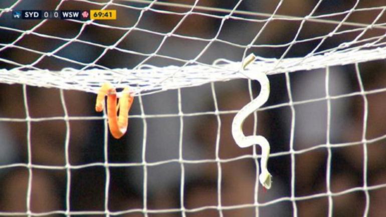 Australian soccer club's fans throw snakes at player who switched to rival team