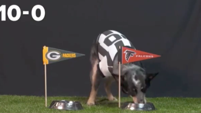 LOOK: This dog has correctly predicted every NFL playoff game