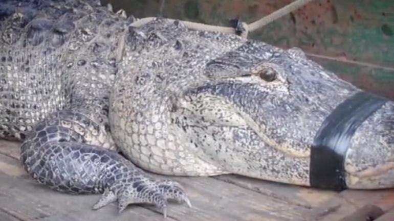 A 75-year-old Florida man fought off an alligator with his putter
