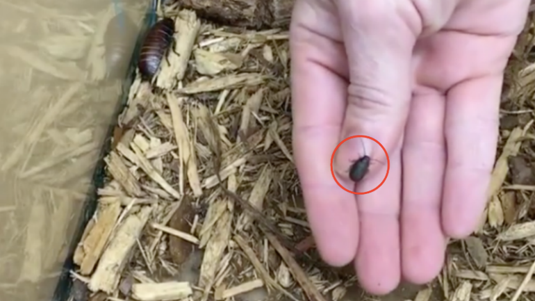 Atlanta zoo names a cockroach 'Tom Brady' after losing Super Bowl bet
