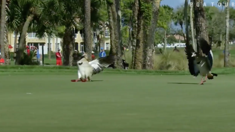WATCH: Egyptian geese invade the Honda Classic, get close to Sergio Garcia