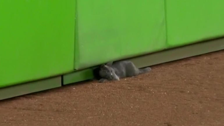 Rally cat adopted by Marlins employee after outfield romp ends on home run sculpture