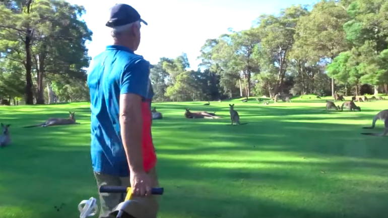 WATCH: Hundreds of kangaroos invade a golf course in Australia