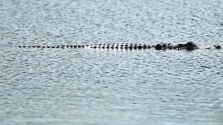 WATCH: Alligators clash in epic battle at golf course in North Carolina