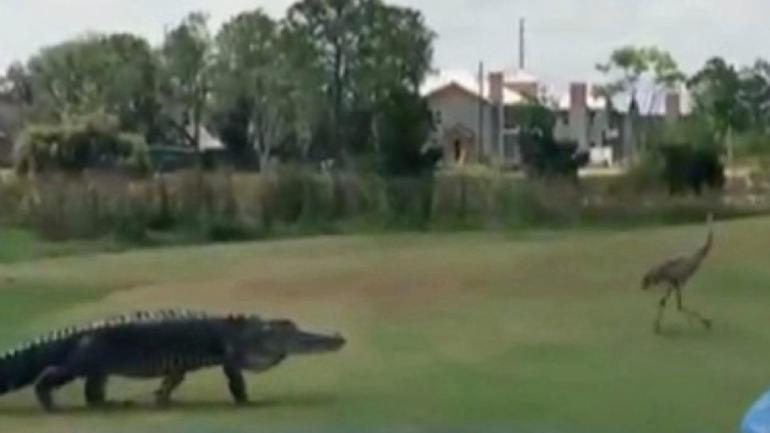 WATCH: Gators continue terrorizing golf courses as this one chases two cranes away