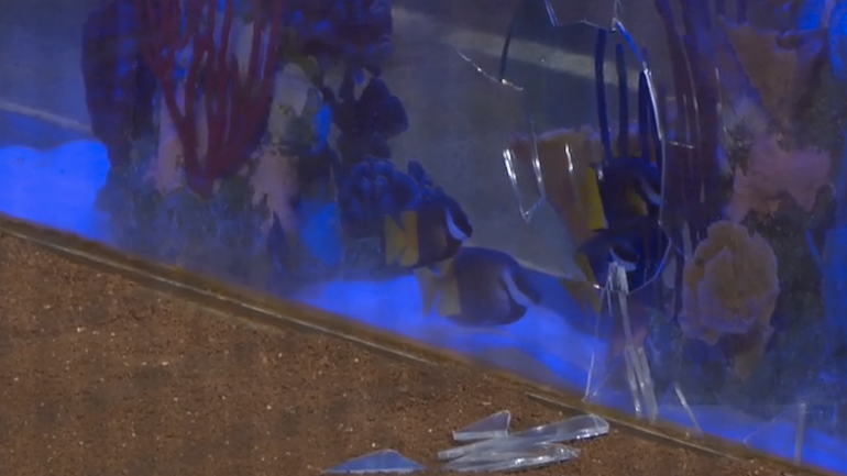 WATCH: The inevitable has happened in Miami to the fish tank behind home plate