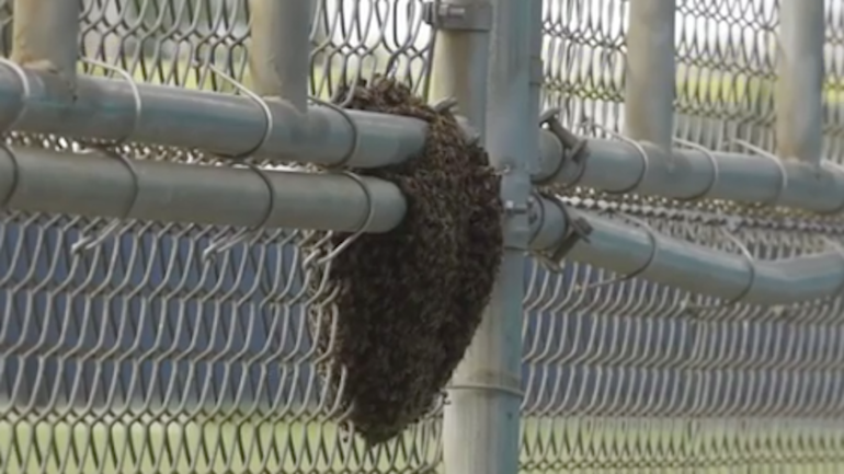 LOOK: Dolphins' minicamp gets invaded by a terrifying swarm of bees