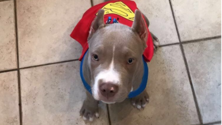 Cowboys wide receiver claims his dog is being held for ransom