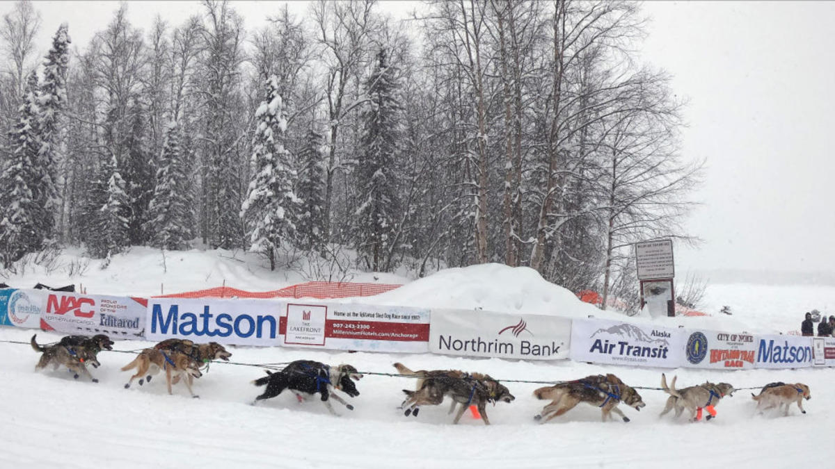 Musher forced to kill, gut moose during 2024 Iditarod Trail Sled Dog Race: 'It was ugly