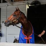 horse-racing-usatsi-generic.jpg