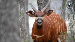Species Spotlight: Bongo