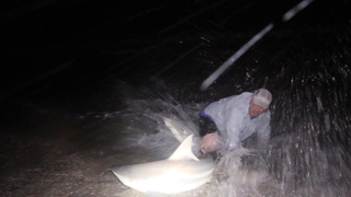 Shark Release Fail
