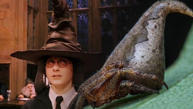 New Spider Named After Harry Potter Sorting Hat