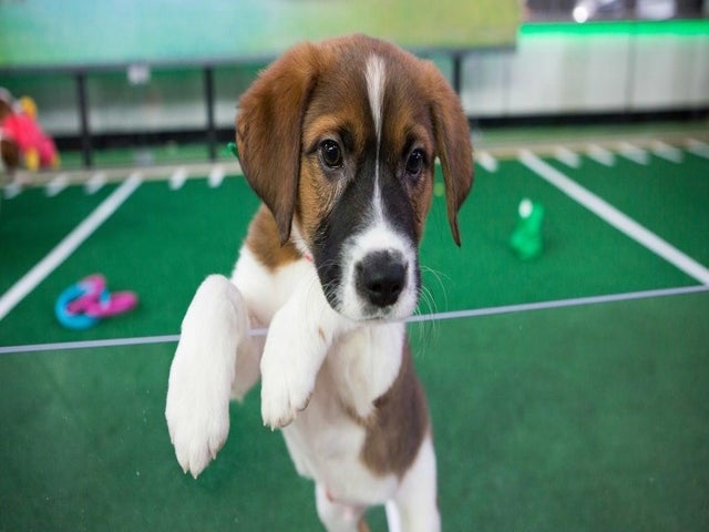 Puppy Bowl 2022: Time, Channel and How to Watch