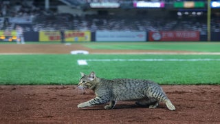 Saturday is Cat-urday at Nationals Park, but leave your cats at home - The  Washington Post