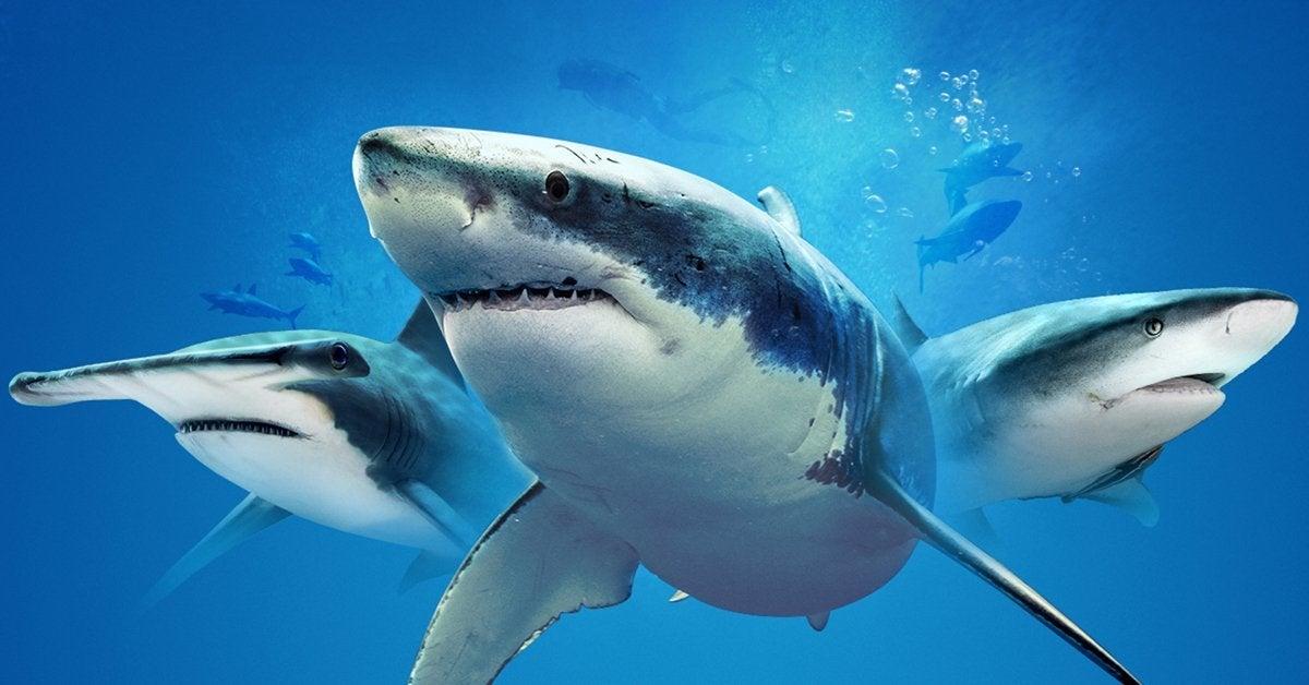 Shark Week 2022 Schedule Shark Week 2021 Full Schedule Revealed By Discovery