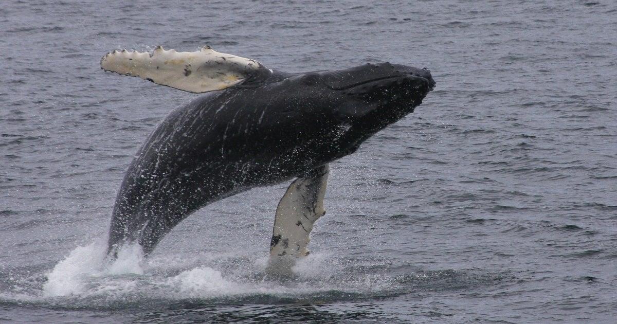 Watch: Cape Cod Lobster Diver Recounts Being Swallowed by Whale