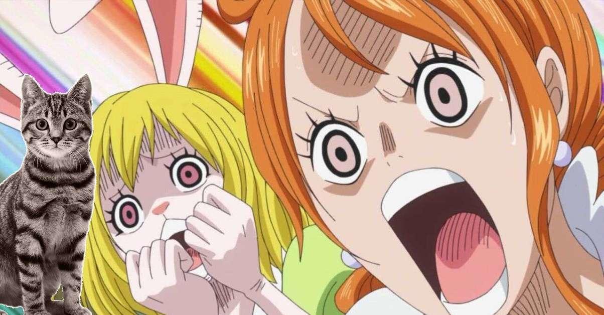 Top 5 Cats Like Nami from One Piece