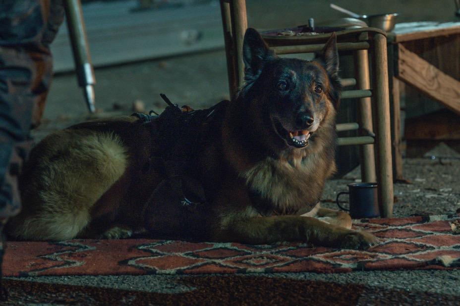 Does Daryl's Dog Die on The Walking Dead?