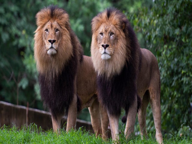 All Lions and Tigers at DC's National Zoo Have Contracted COVID-19