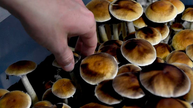 Canada Allowing Depression Patients to Legally Use Psychedelic Mushrooms as Treatment