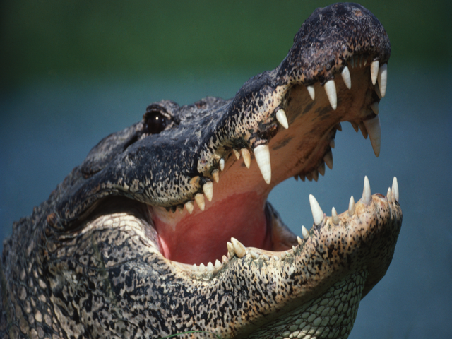 Florida Man Catches Alligator in Trash Can