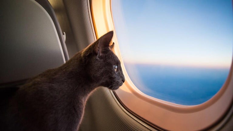 Here's the Truth Behind the 'Woman Breastfeeding Cat on Plane'