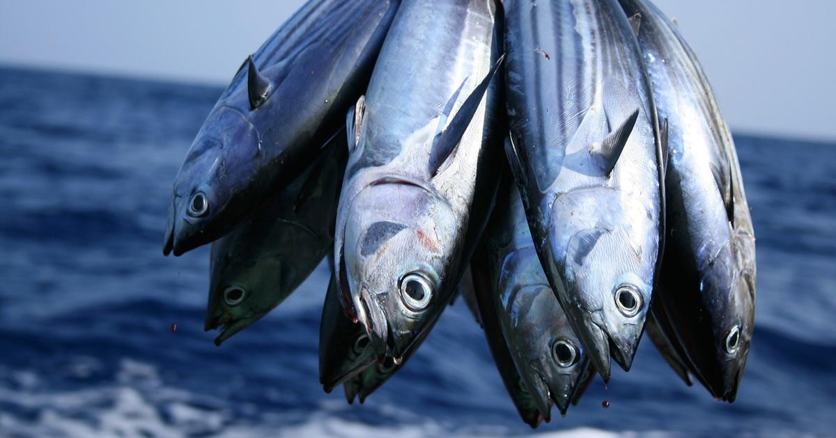 tuna-getty-images