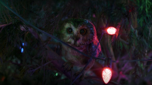Hawkeye Season Finale's Murderous Owl Is Actually Inspired by a True Story - Vimarsana News