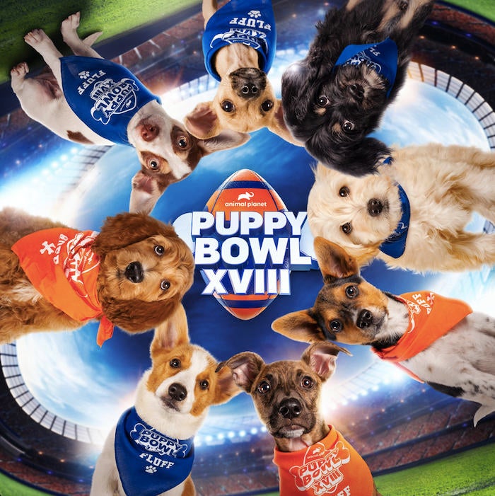 puppy bowl application