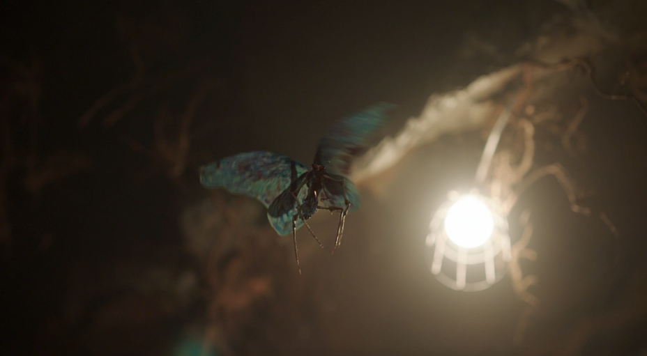 peacemaker-butterflies.png peacemaker-butterflies.png
