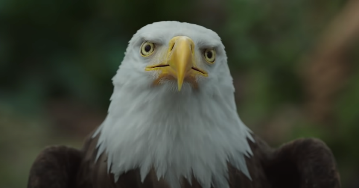 Peacemaker Behind the Scenes Reveals "Real" Eagly on Set With John Cena - Vimarsana News