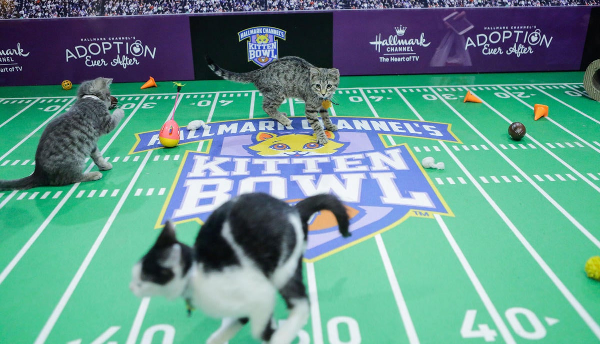 Why Was Kitten Bowl Canceled at Hallmark Channel?