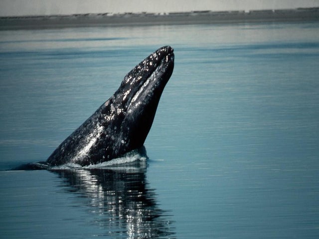 Viral Video Captures Whale Carrying Boat of Tourists on Its Back