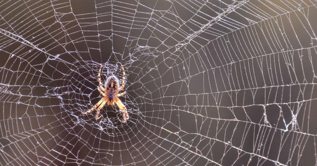 spider-web-getty-images