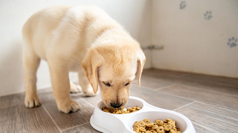 Dog Food Sold at Walmart and Target Recalled Over Salmonella Contamination