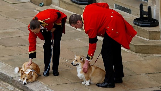 corgis-queen-funeral-getty-images