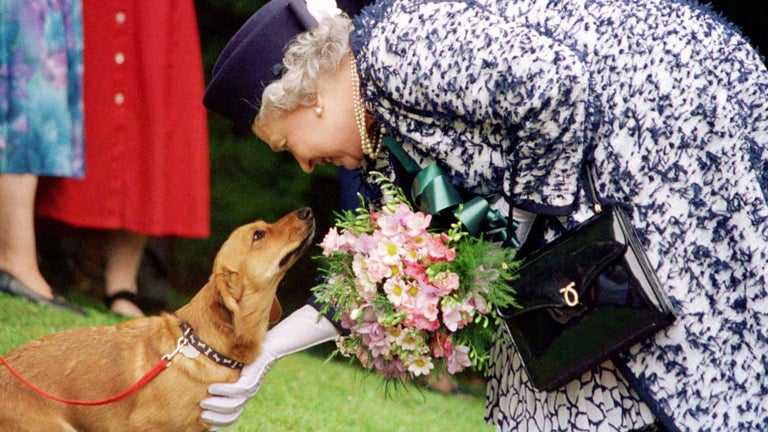 Queen Elizabeth's Corgis Receive Uplifting Update After Her Death