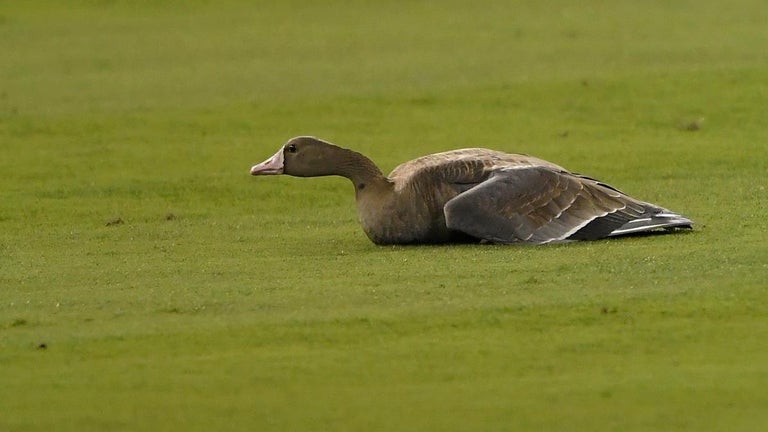 Goose Runs Loose During MLB Playoff Game, and the Reactions Are Priceless