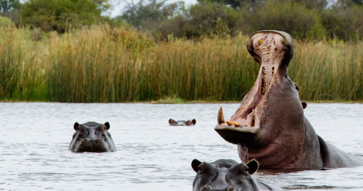 Hippo - Stock Photo - Getty