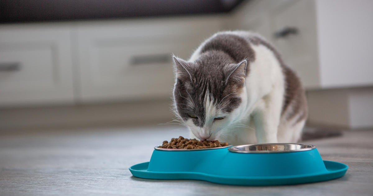 Cat Food Recalled Due to Salmonella Contamination