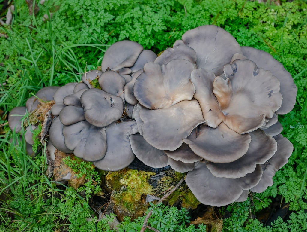 Mushroom picking in winter